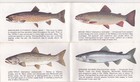 C1970 Fish And Fishing In Glacier National Park Brochure