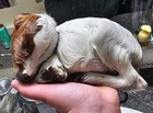 Wet Specimen Baby Goat Small Animal  Taxidermy Oddities