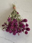 Purple Dried Globe Amaranth Bunch Bouquet Bundle Dried Flowers Auc 2