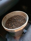 Buy Our Best Rich Gold Paydirt Concentrates By The 1 2 Pound    Bullion Nugget