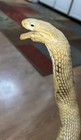 1970s Se Asian King Cobra Striking Position Taxidermy 16 5 