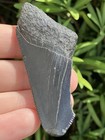 Natural Beautiful 2 55    Megalodon Tooth Fossil Shark Teeth