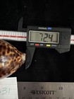 Cypraea Tigris 72 4mm No Collection Data  e031 