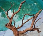 Large Manzanita Driftwood  Reptile Tank Decor  Fishtank Aquascape 27   24   10 