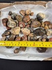 2 Pounds Plus Bubblegum Agates Rough For Tumbling Western South Dakota