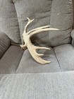 Deer Antler Shed