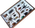 Real Exotic Insect Taxidermy Collection Mixed Specimens In Wooden Box Display