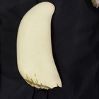 2lb  Sperm  Whale Tooth Replica W  Custom Stand