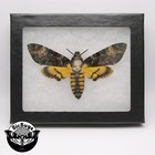 Acherontia Atropos Real Framed Silence Of The Lambs Death s Head Moth Skull