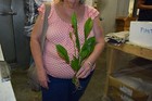 6  Medium Amazon Sword Plant  Easy Aquarium Aquascaping Planted Tank Easy   