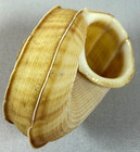 Tropidophora Cuvieriana 47 1mm Cuvier Tropid  Madagascar Rare Shell Land Read