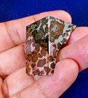 39 11 Gram Seymchan Pallasite Meteorite Slice - Stabile And Incredibly Beautiful