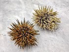 Burrowing Sea Urchin With Spines Echinometra  2 Urchins Approx  2 5  Inches 