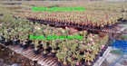 Amazing  Adenium  mixed  6 Grafted Plants Rare Inexpensive 