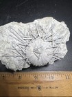 Rare Fossil Cretaceous Phymosoma Sea Urchin With Spines Bell Co Texas