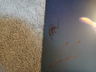 The Lost Boys Broadway Cast Autographed 14x22 Windowcard With 7 Signatures