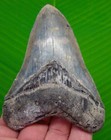 4 45  Megalodon Shark Tooth  Real Fossil North Carolina  Usa - No Restoration