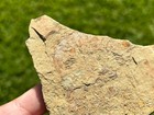 Rare Guanshancaris Formerly Anomalocaris Arthropod Fossil Cambrian Yunnan China
