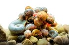 Live Red Ramshorn Snails Aquarium Pond Algae Clean Up Freshwater