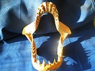 Short Fin Mako Shark Jaws - Not A Replica - 2001 Pacific Off Peruvian Coast