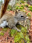 Red Squirrel Taxidermy  Squirrel Taxidermy  Pine Squirrel  Adirondacks  Gift 