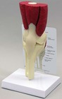Muscled Knee Hip Shoulder Elbow Joint Gpi Anatomy Model Set Of 4  4016 See Video