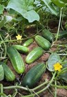 50  Cucumber Seeds - Marketer   Vegetable Garden Pickling Non-gmo Usa