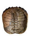 Vintage Alligator Snapping Turtle Shell 12 X 12 Inches And 3 Inches Deep