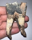 Huge Ice Age Fossil Coelodonta Lower Molar Tooth 3 02 Inches 