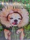 2018 16-month Wall Calender 12  X 11  Wacky Whiskers Sealed