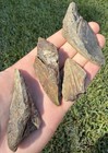 Fossil Megalodon Shark Tooth Lot Group Of Real Shark Teeth Fossils