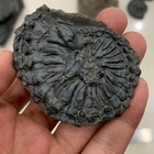 Late Triassic Ammonite Specimen