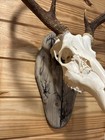 Unique Fractal Burned European Deer Skull Mount hook Included   weathered Gray 