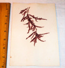 Circa 1875 Seaweed Botanical Specimen Old Mounted Ocean Plant Sea Plant Marine