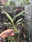 Musa Aeae Variegated Banana- True Aeae- Us Grown- Extremely Rare Exact Plant