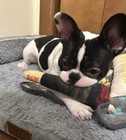 Joint Squeak Dog Toy