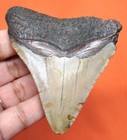 Megalodon Shark Tooth - Real Fossil - 2 99     Shark Teeth - No Restorations