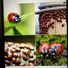 500 Ladybugs For Organic Gardening And Organic Farming