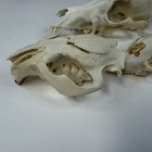 Lot Of 3 Real Damaged Raccoon Coyote Beaver  Skull Tops Taxidermy Cleaned  4232