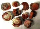 Red Horn Coral - Rugosa - Fossil - 282 Grams - Utah - Lot Of 10