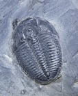 1 25  Elrathia Kingii Trilobite Fossil In Matrix House Range Utah Cambrian Age