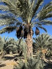 11 Lb Khadrawi Dates  Less Sweeter Than Medjool California Fresh  Fast Shipping