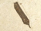 Big  Very Rare  Pollen Catkin Fossil 100  Natural Wyoming 1050gr