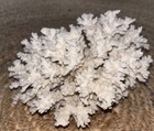 Natural Real Coral White Reef Aquarium And Home Decor Authentic 2lb