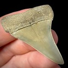Lesser White Shark Tooth  carcharodon Hastalis  1 81  Real Fossil Shark Teeth