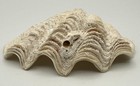 Tridacna Derasa Giant Clam Shell Half 112mm Coastal Ocean Display Specimen