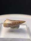 Stunning Phytosaur Dino Tooth Fossil Crocodile Dinosaur Teeth New Mexico