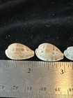 Seashells Very Tiny Cowrie Mixed Lot Of 8 Beautiful Designs  s216 