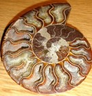 Pair Of Brown Ammonite Fossils Polished 4 25  X 3  Closely Sized  284 Grams Ttl