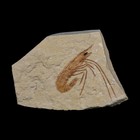 1 2  Fossil Shrimp Carpopenaeus Cretaceous Age 100 Mil Yrs Old Lebanon Coa